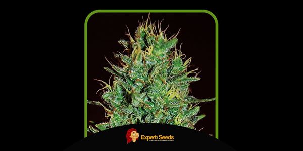 Top Amnesia Strains 2024